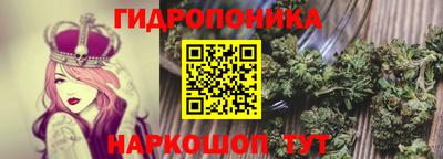 apvp Аша